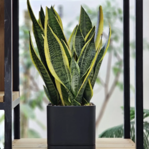 Кашпо Mehrni Model 01